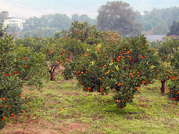 與湖北省宜昌柑橘園 簽訂微生物菌肥粉劑800噸