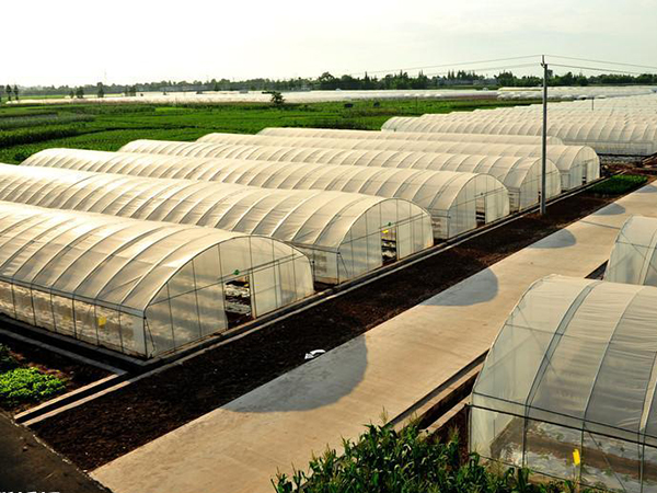 與河南開封蔬菜種植基地簽訂有機肥供貨合同